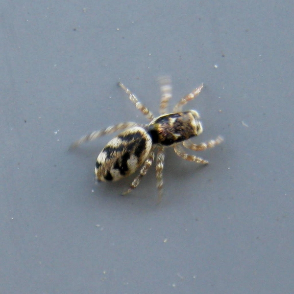 Salticus sp.